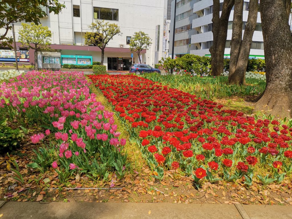 横浜限定 横浜公園で見れる珍しい新品種の植物ラバーズタウンとは 鬱から始まる二度目の人生